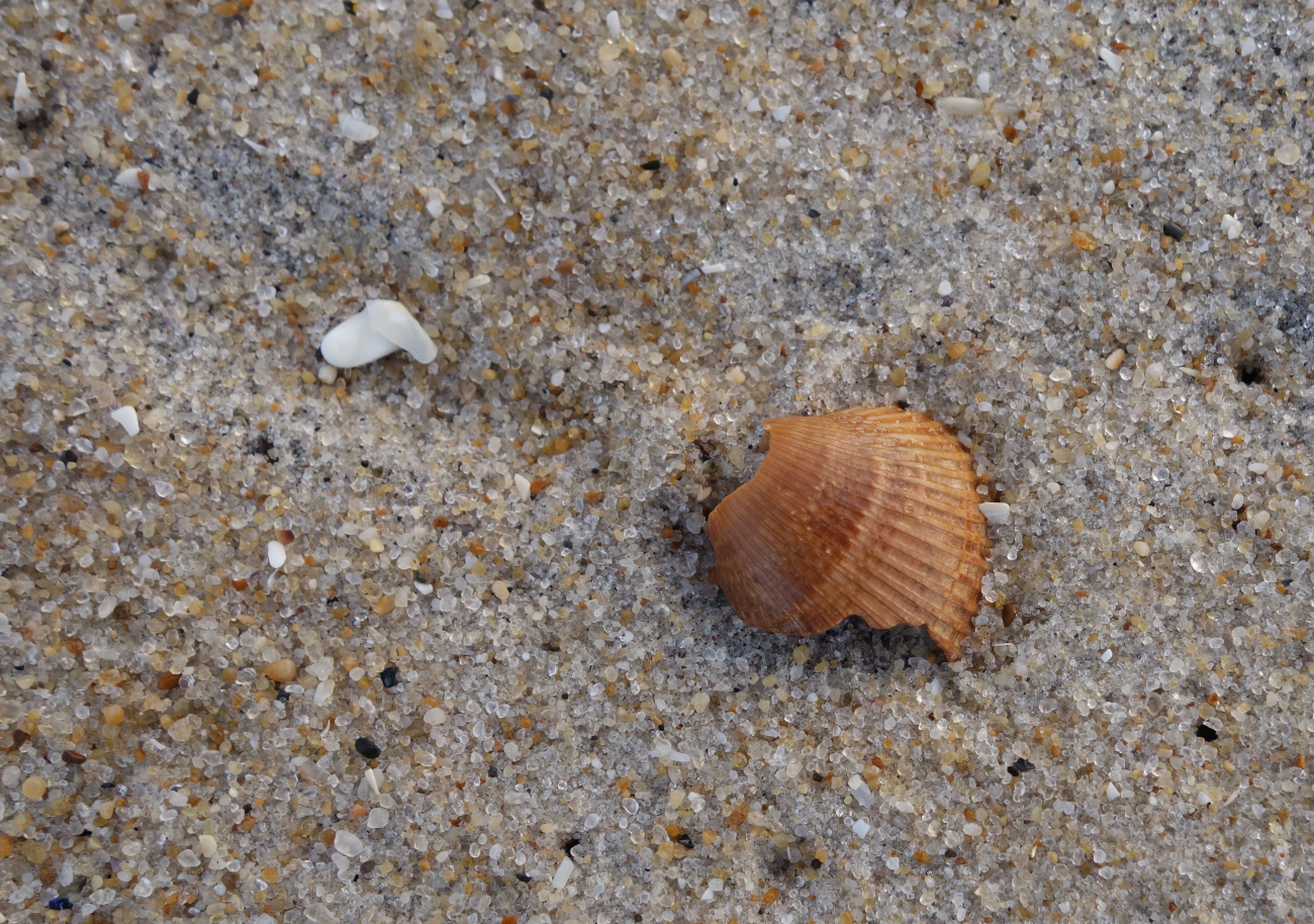 The micro-beach - broken shells and well rounded grains of sand (Image credit: Jenny Thacker) The micro-beach - broken shells and well rounded grains of sand