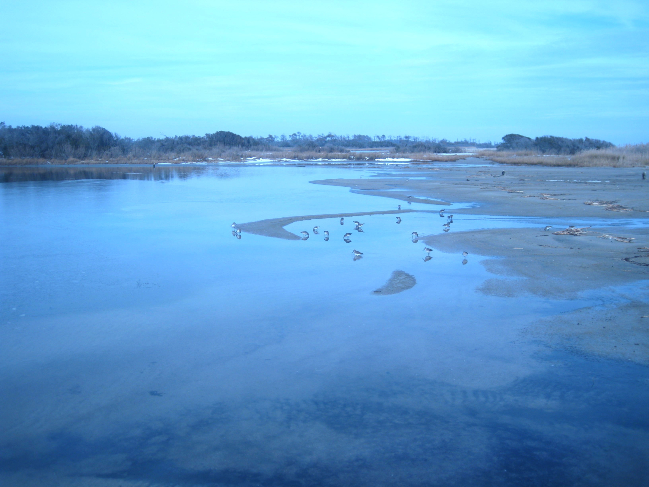 Shore birds reflected in a pool of tidal water (Image credit: Captain Albert E. Theberge) Shore birds reflected in a pool of tidal water