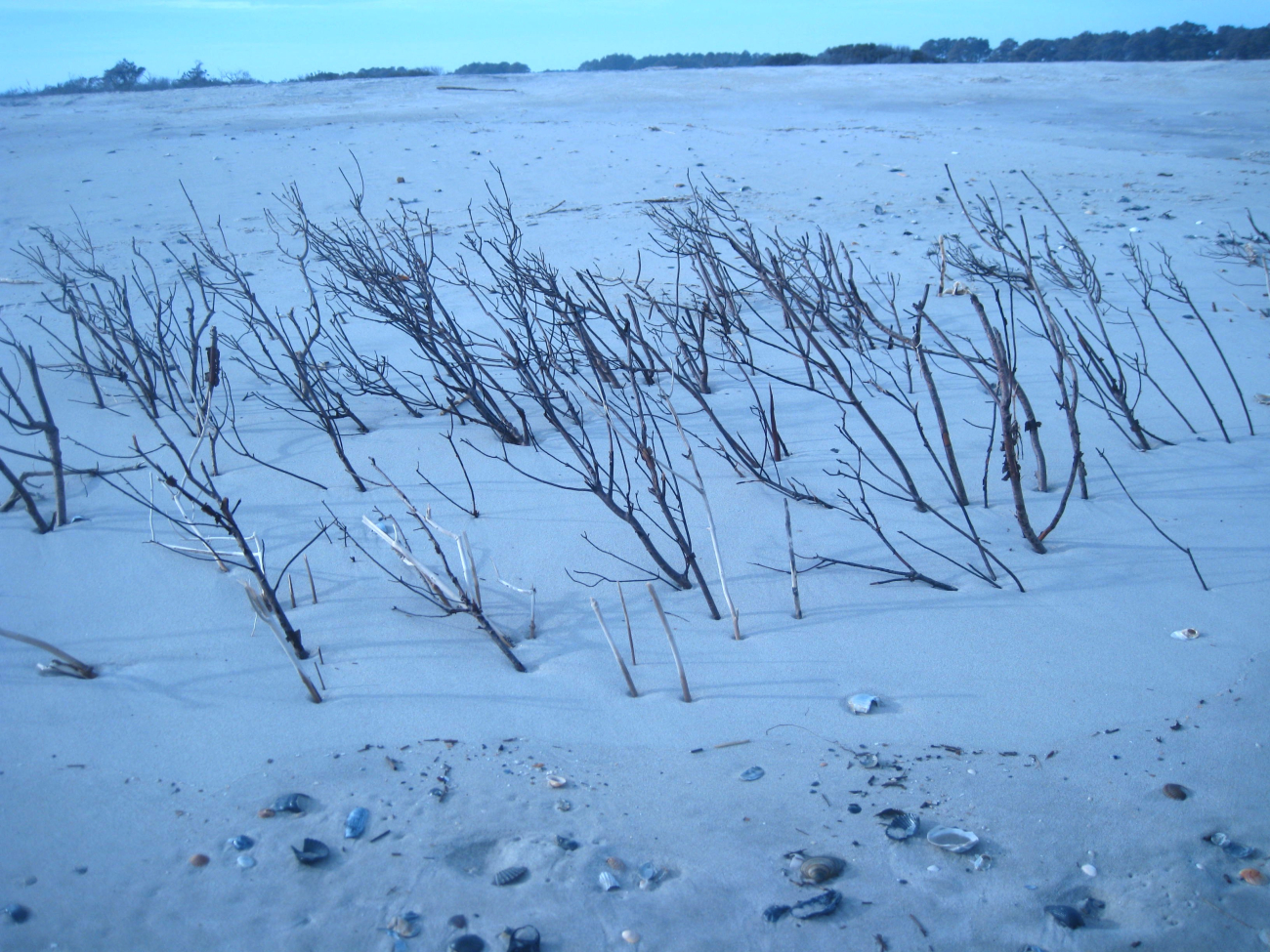 Remnants of dune vegetation in an area encroached upon by the sea (Image credit: Captain Albert E. Theberge) Remnants of dune vegetation in an area encroached upon by the sea