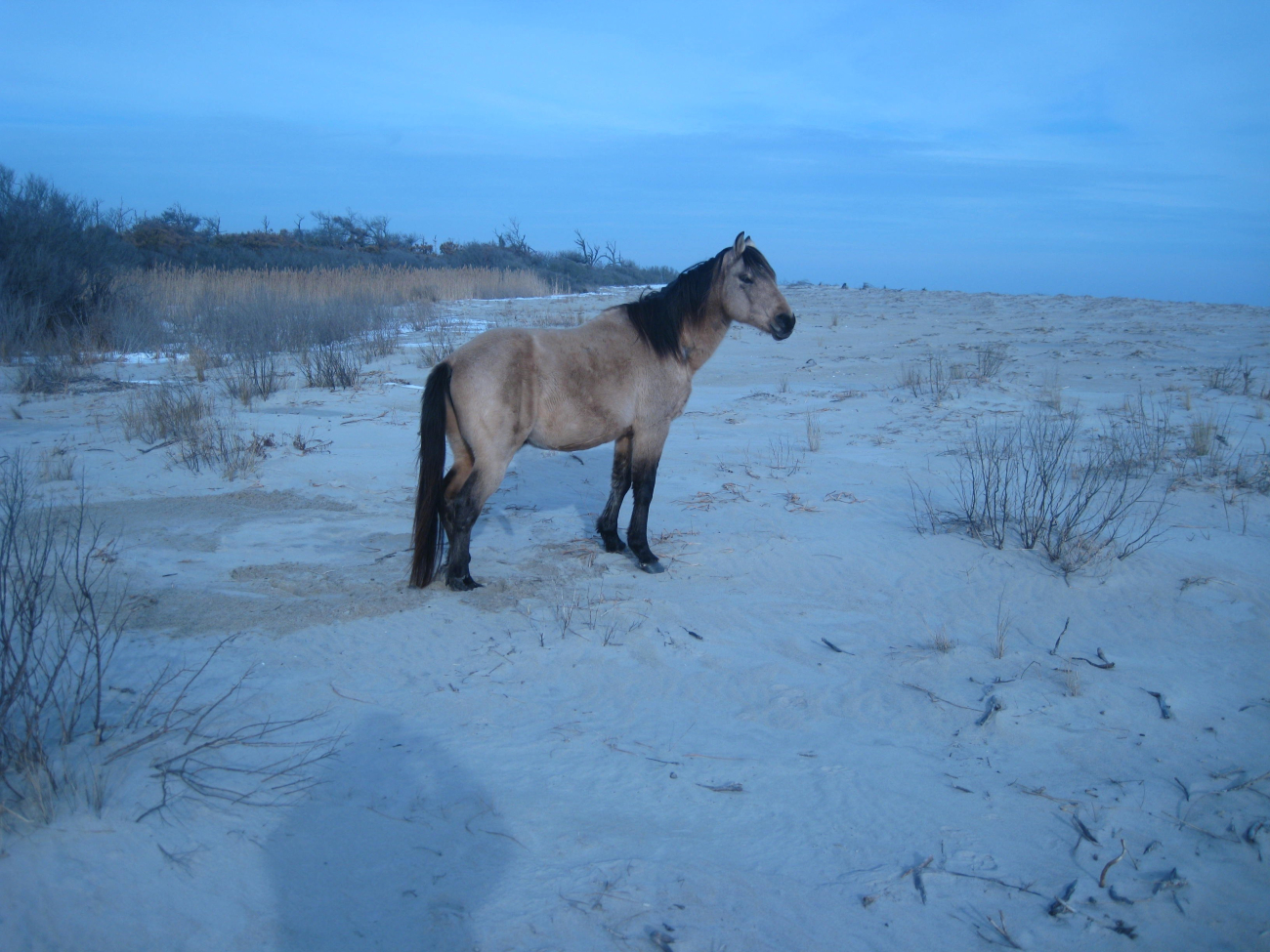 One of the famous Chincoteague ponies enjoying the beach on a winter's day (Image credit: Captain Albert E. Theberge) One of the famous Chincoteague ponies enjoying the beach on a winter's day