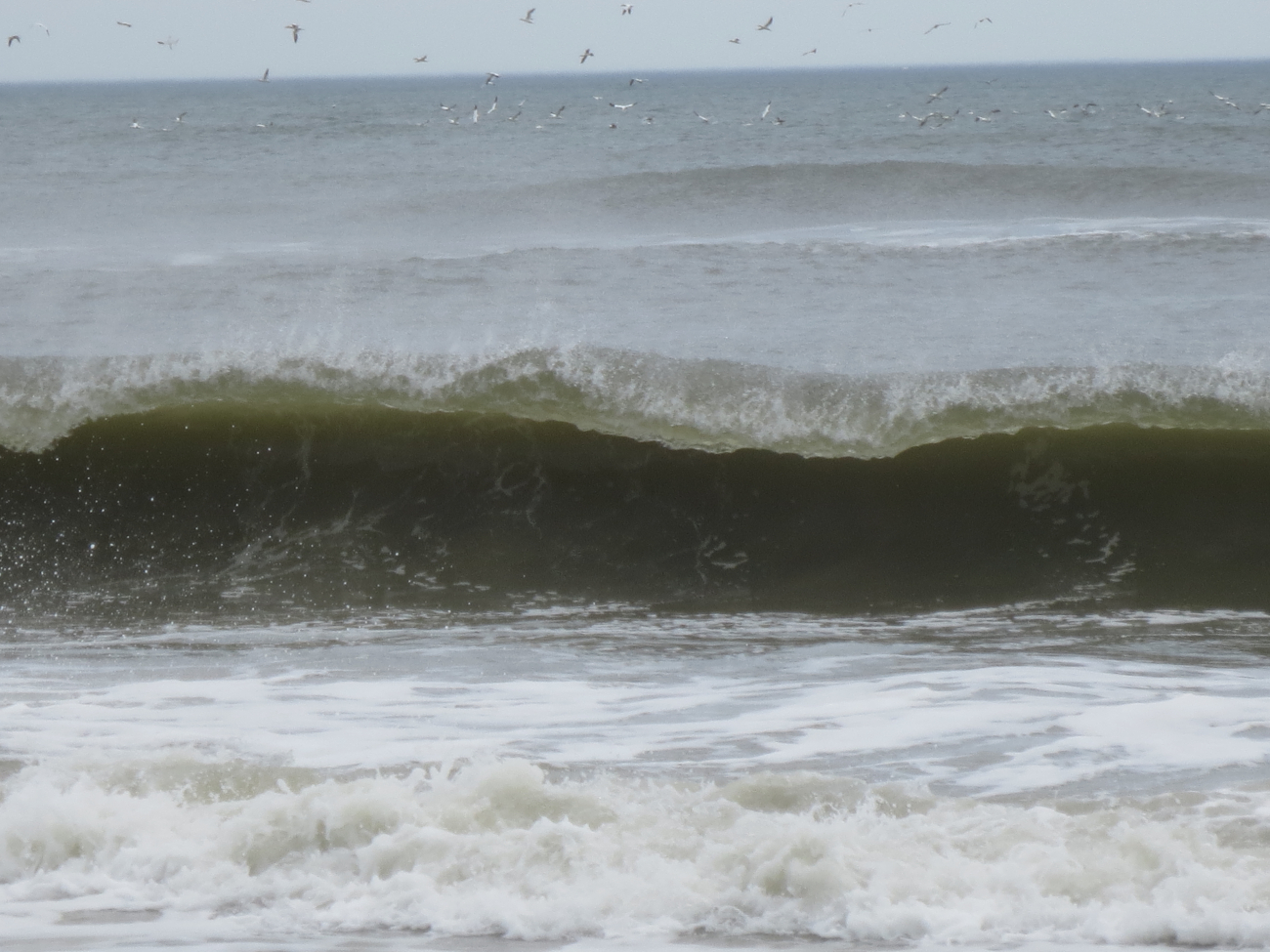 Fairly substantil wave with offshore breeze blowing breaking on AssateagueIsland Beach (Image credit: Captain Albert E. Theberge) Fairly substantil wave with offshore breeze blowing breaking on AssateagueIsland Beach