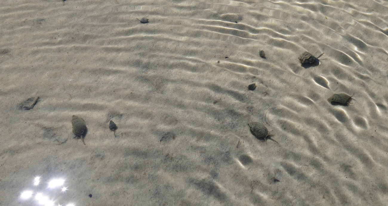 Snails on a shallow rippled bottom (Image credit: Jenny Thacker) Snails on a shallow rippled bottom