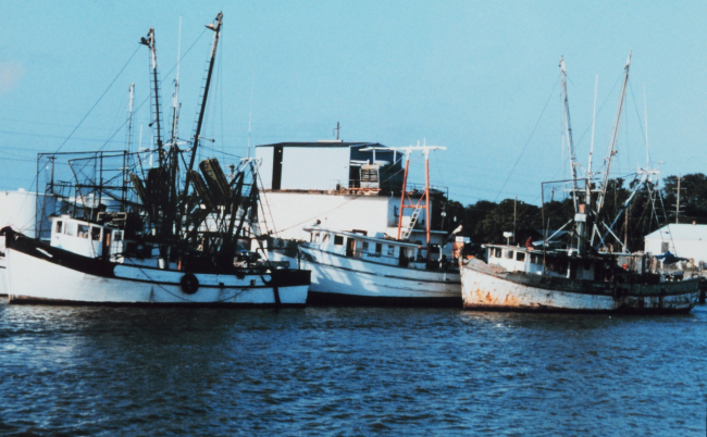 Shrimp boats at Cameron