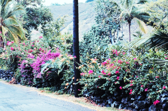 Roadside flowers