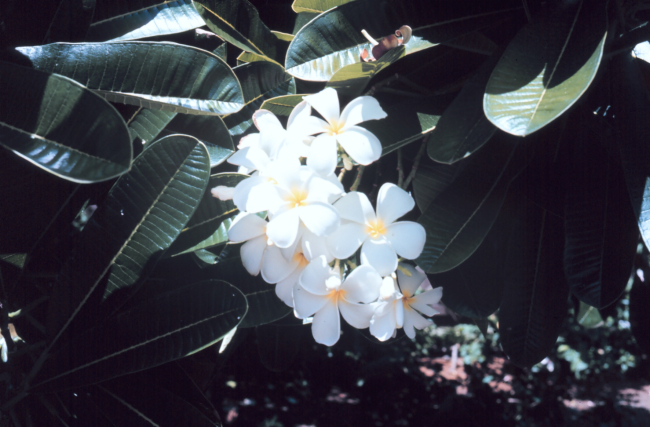Hawaiian flowers