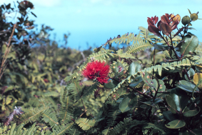 Hawaiian flowers