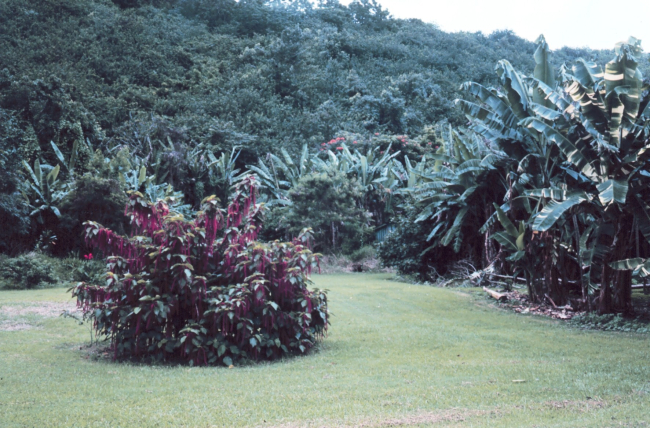 Hawaiian tropical plants