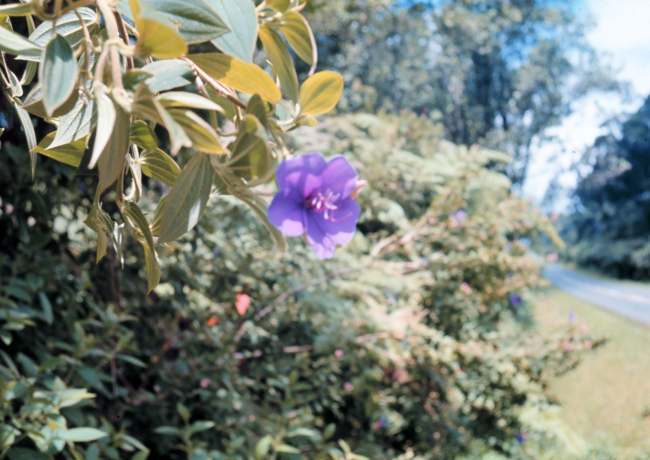 Hawaiian flowers