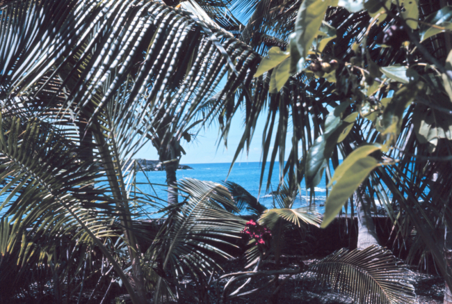 A view towards the deep blue sea through Hawaiian flora