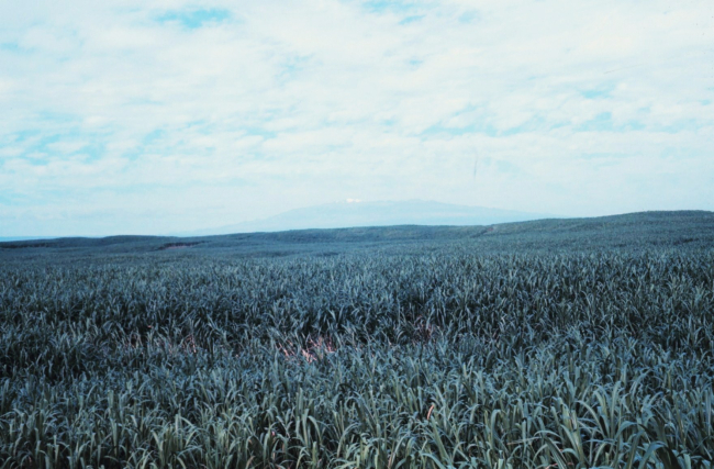 Mauna Loa seen over a cane field