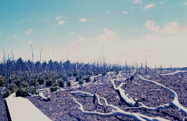 Dead trees are seen over recent lava flow while regrowing vegetation marks theboundary between an older flow and the more recent one