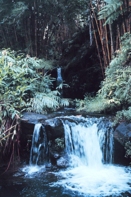 Waterfall surrounded by giant bamboo at  Hawaii Tropical Botanical Gardens