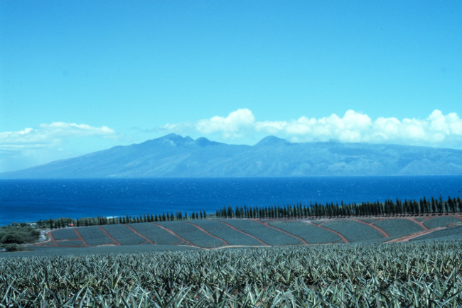 Napili Bay from Pineapple Hill