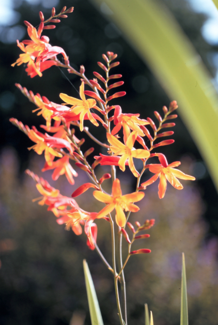 Orange-red flowers