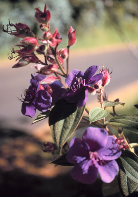 Purple flowers and red flowers