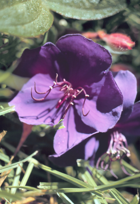 Purple flower