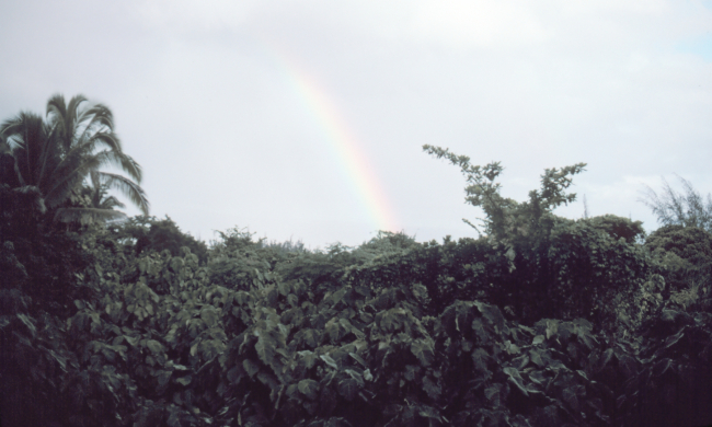 Rainbow over tropical foliage