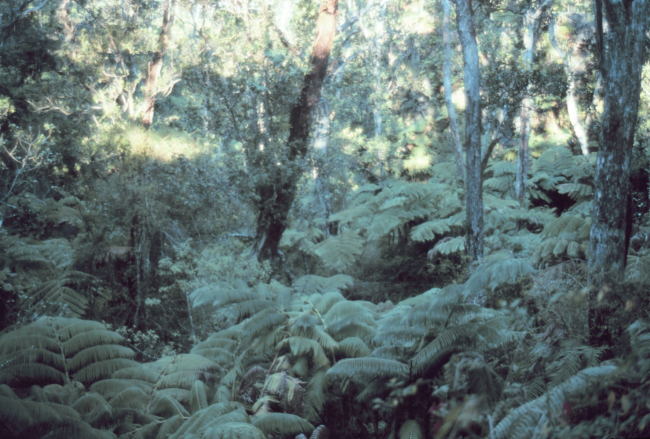 A nature trail near Thurston Lava Tube