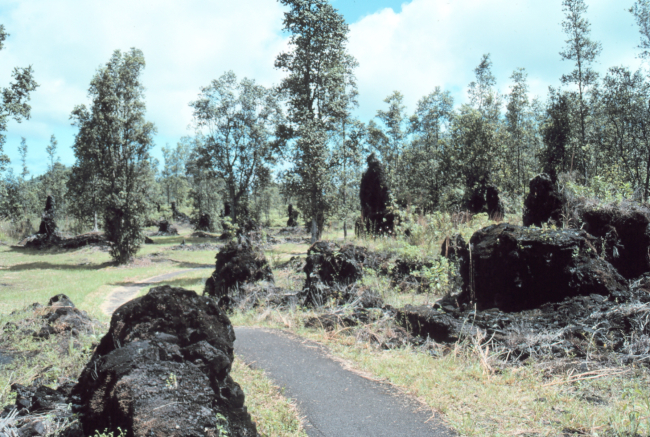Lava trees formed when lava cools around tree trunksare quite tall