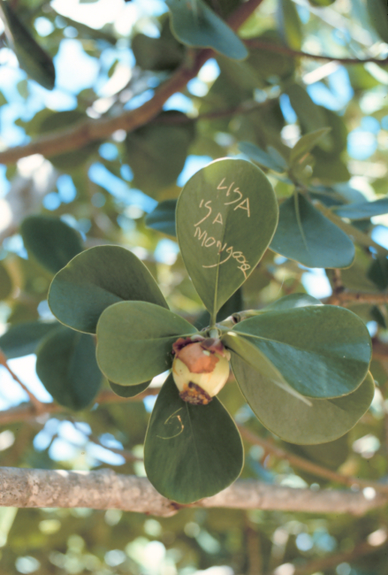 Carving initials and messages in these type of leaves is popular among locals