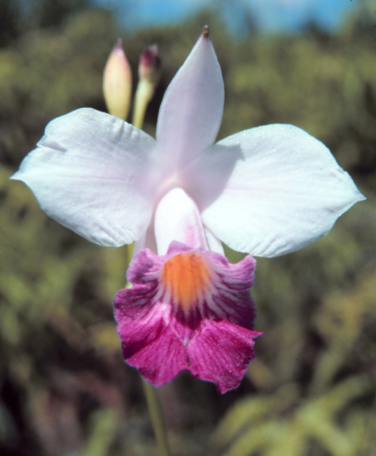 A Hawaiian orchid