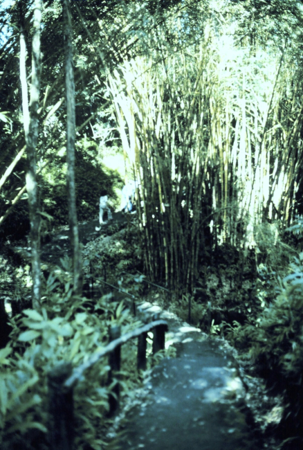 The trail to Akaka Falls - in a bamboo grove