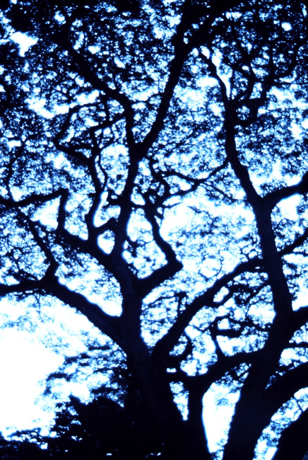 Looking up through a large banyan tree
