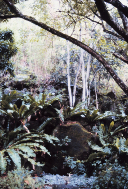 Rain forest