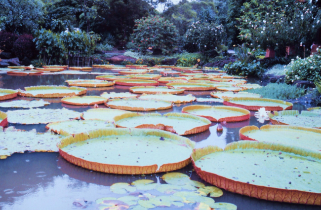 5-foot lily pads