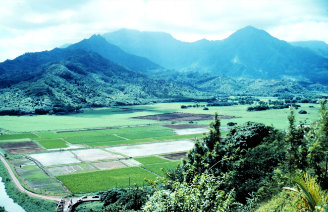 Kauai Poi Plantation in the Hanalei Valley