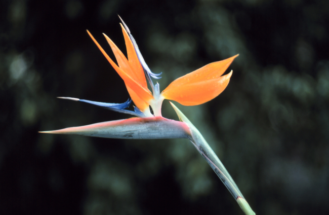 Bird of Paradise flower