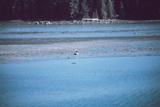 An eagle on the beach at Wrangell Narrows