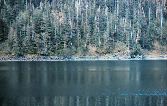 Shoreline in Prince William Sound
