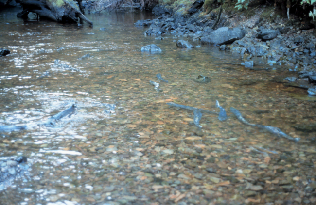 Spawning salmon