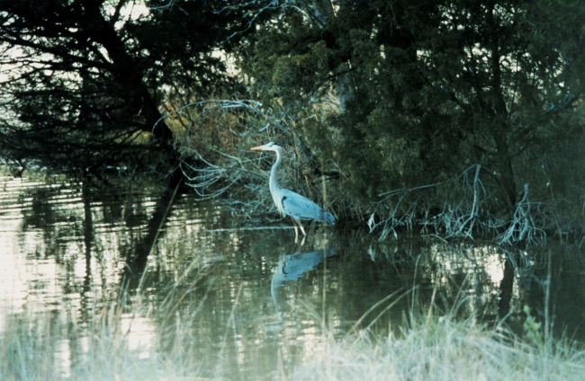 A great blue heron in a tidal pond