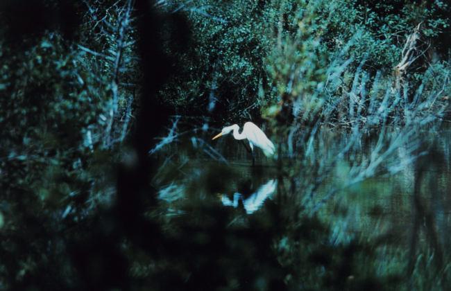 An egret fishing in a tidal pond
