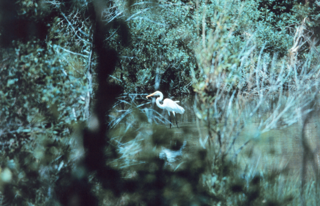 An egret fishing in a tidal pond