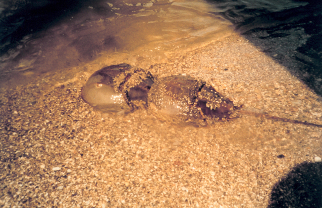 Mating pair of horseshoe crabs