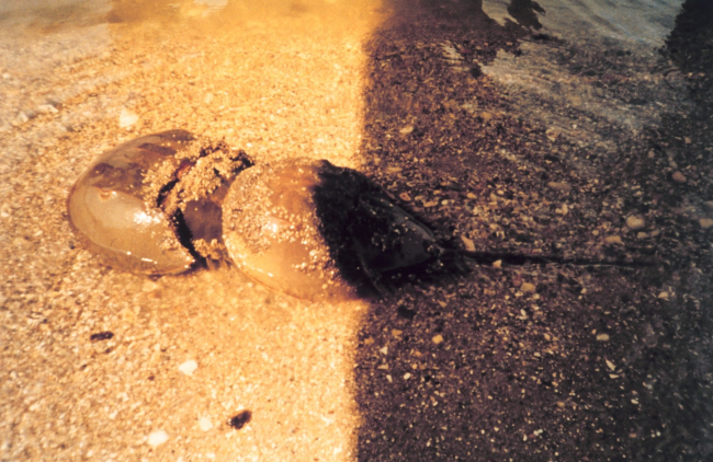Mating pair of horseshoe crabs