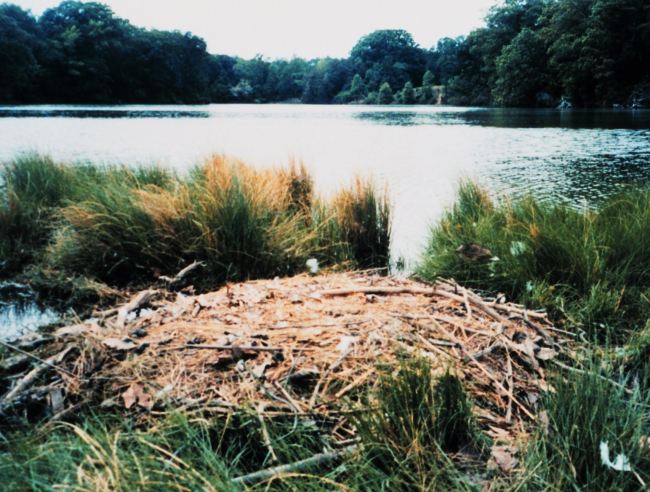 Mute swan nest