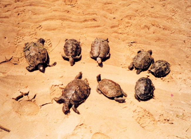 Mass mortality of young diamondback terrapins