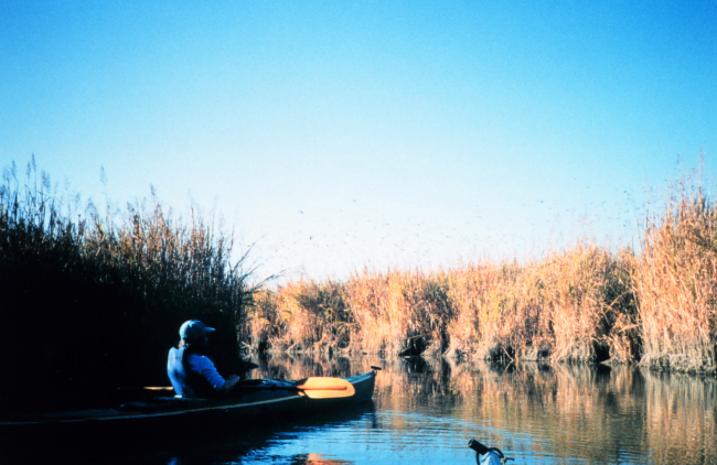 Kayaker observing the marsh flora and fauna on a fall afternoon