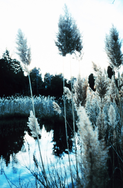Phragmites, or common reed - although scenic, can be invasive nuisance species