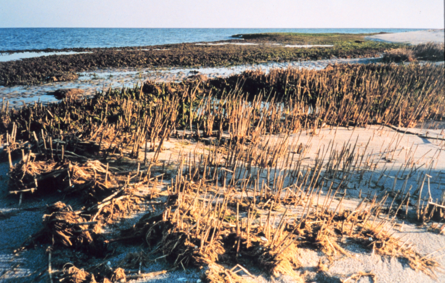 The beach at Port Isobel looking towards the Chesapeake Bay