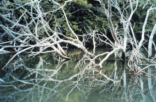 Trees have fallen into the marsh - victims of erosion