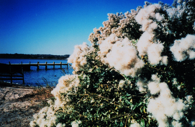 Groundsel bushes displaying silver-bristled seeds following flowering in latesummer