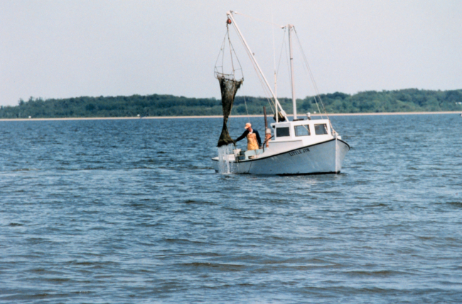 Clam dredging - although maintaining the tradition of the Chesapeake waterman, this harvesting method further stresses submerged aquatic vegetation