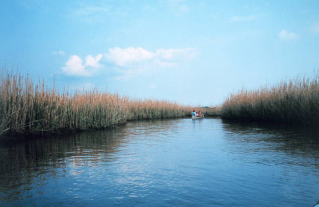 Canoeists exploring a marsh