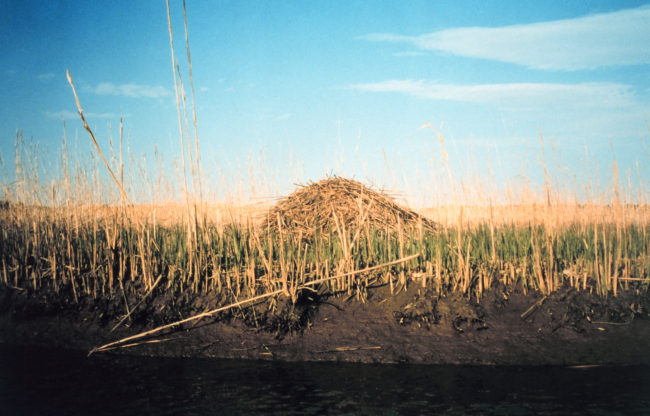 A muskrat hut in a middle Patuxent river marsh