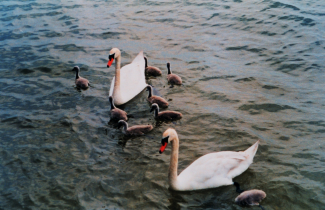 Mute swans with 8 cygnets